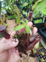 Nepenthes Bill Bailey large dark red pitcher, Pitcher plant, carnivorous plant, collectors plant, large pitchers, rare nepenthes, terrarium plant, easy to grow nepenthes, beginner nepenthes, beginner pitcher plants.