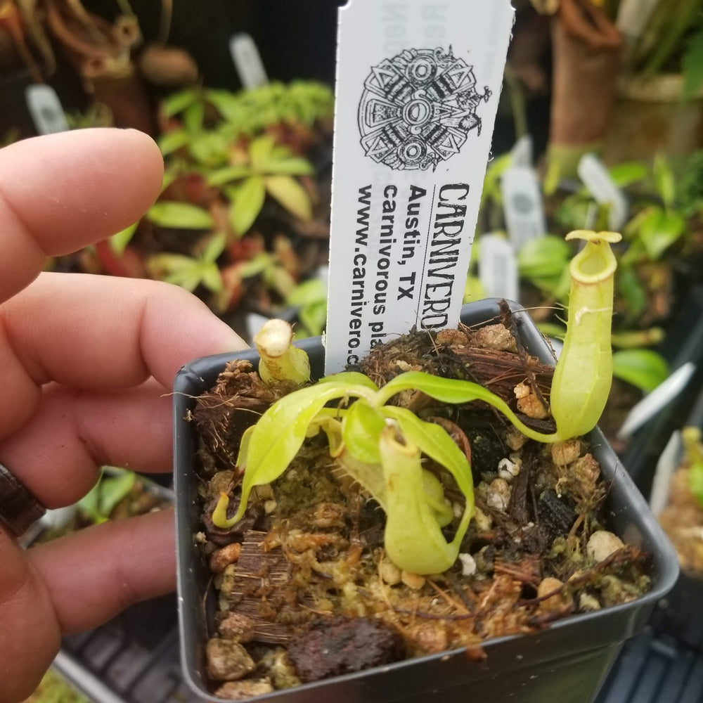 
                      
                        Nepenthes bicalcarata Red Flush, BE-3031
                      
                    