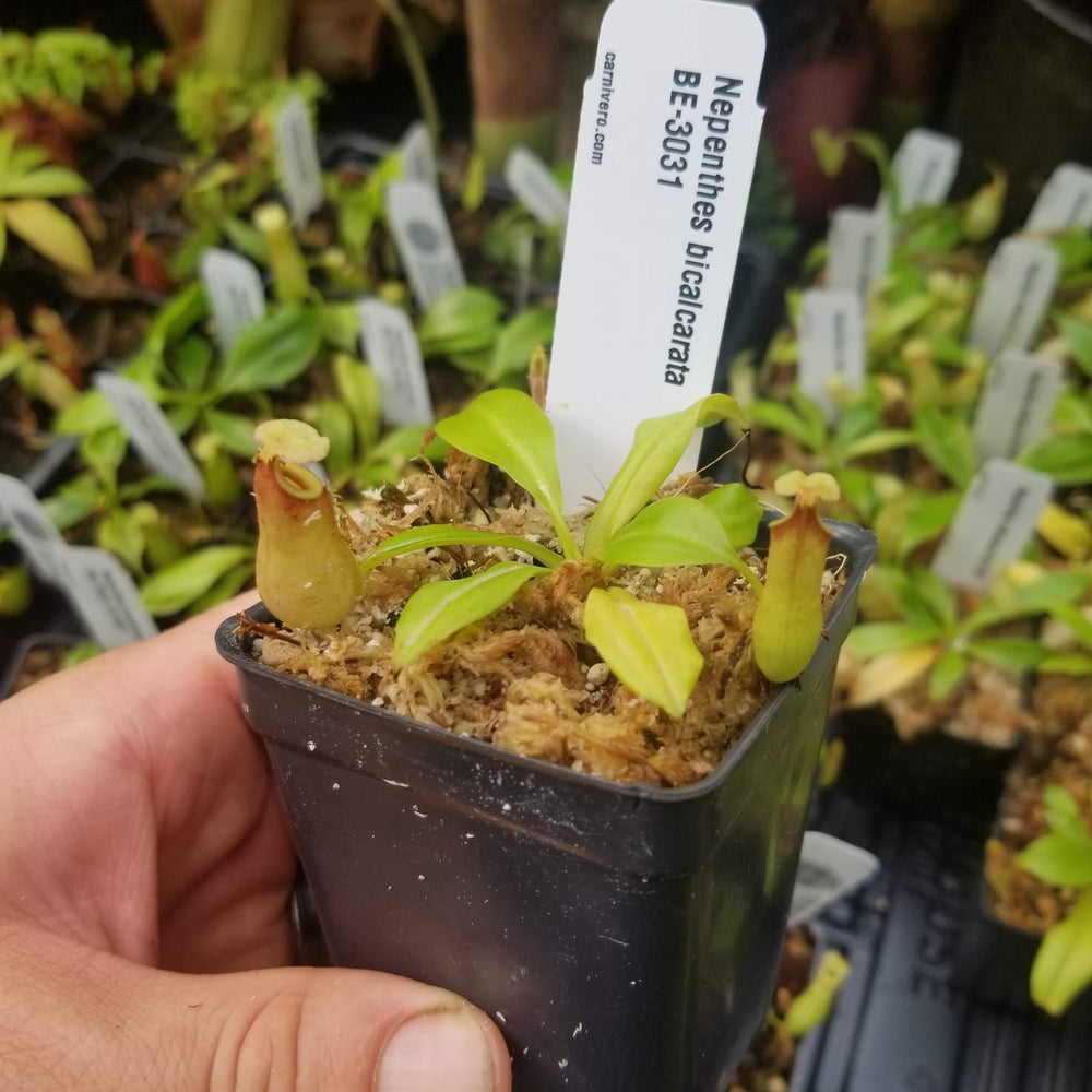 
                      
                        Nepenthes bicalcarata Red Flush, BE-3031
                      
                    