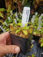 Nepenthes bicalcarata Red Flush, BE-3031