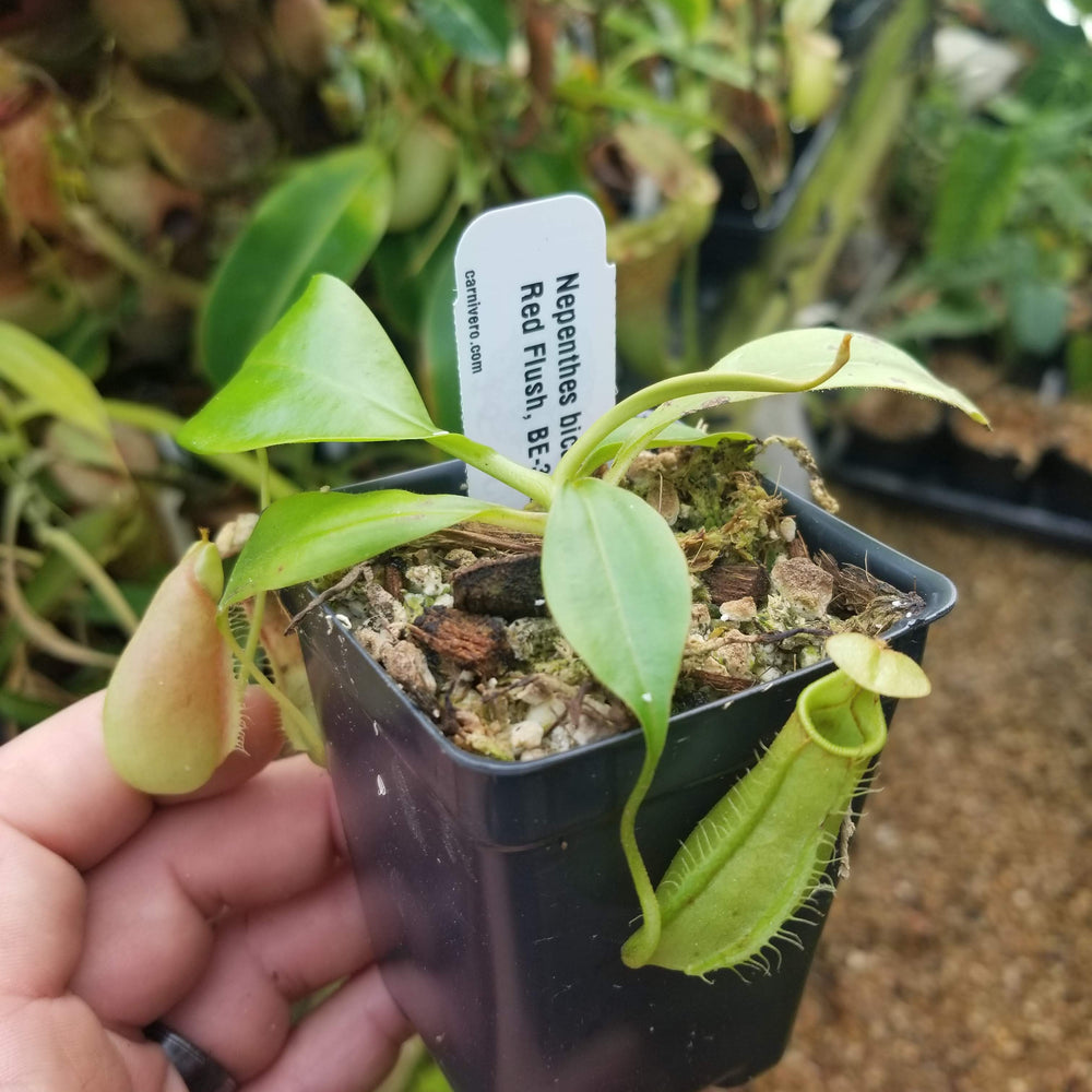 
                      
                        Nepenthes bicalcarata Red Flush, BE-3031
                      
                    