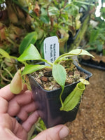 Nepenthes bicalcarata Red Flush, BE-3031