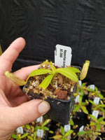 Nepenthes burbidgeae