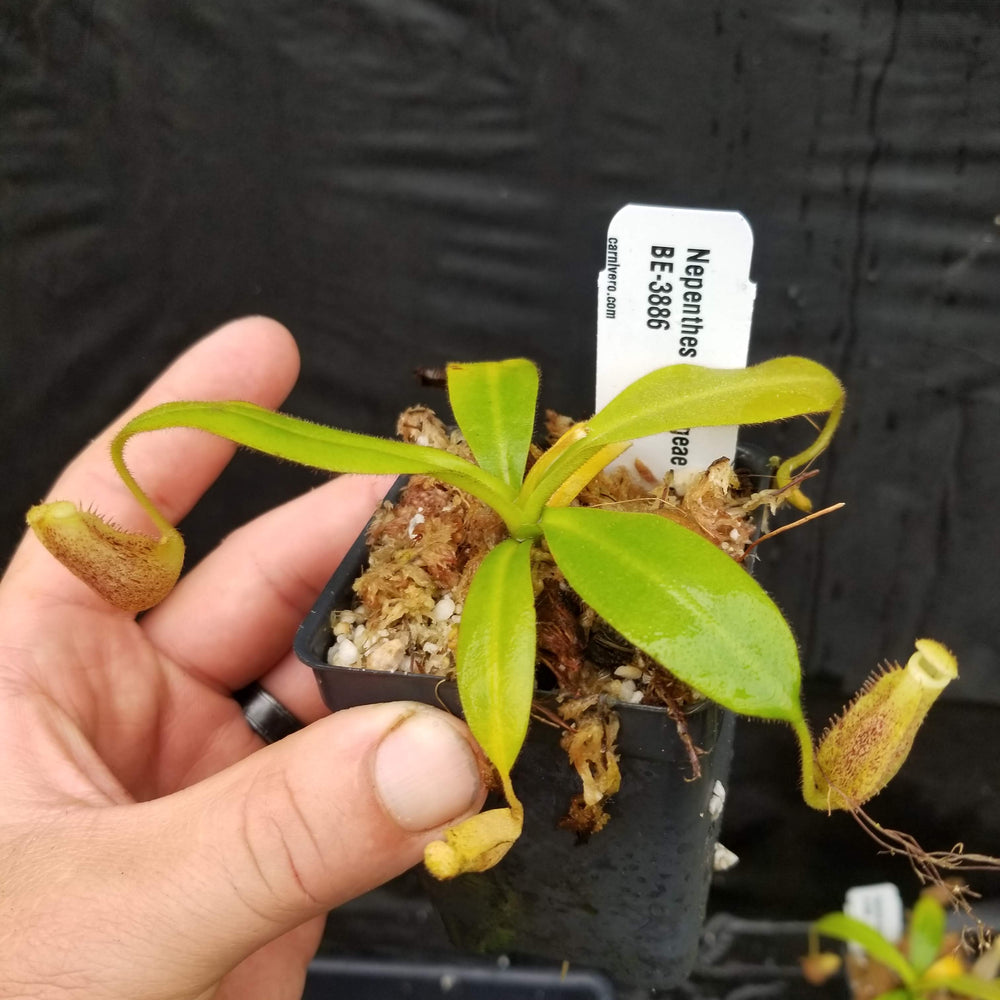 
                      
                        Nepenthes burbidgeae
                      
                    