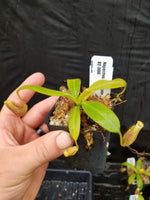 Nepenthes burbidgeae