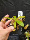 Nepenthes burbidgeae