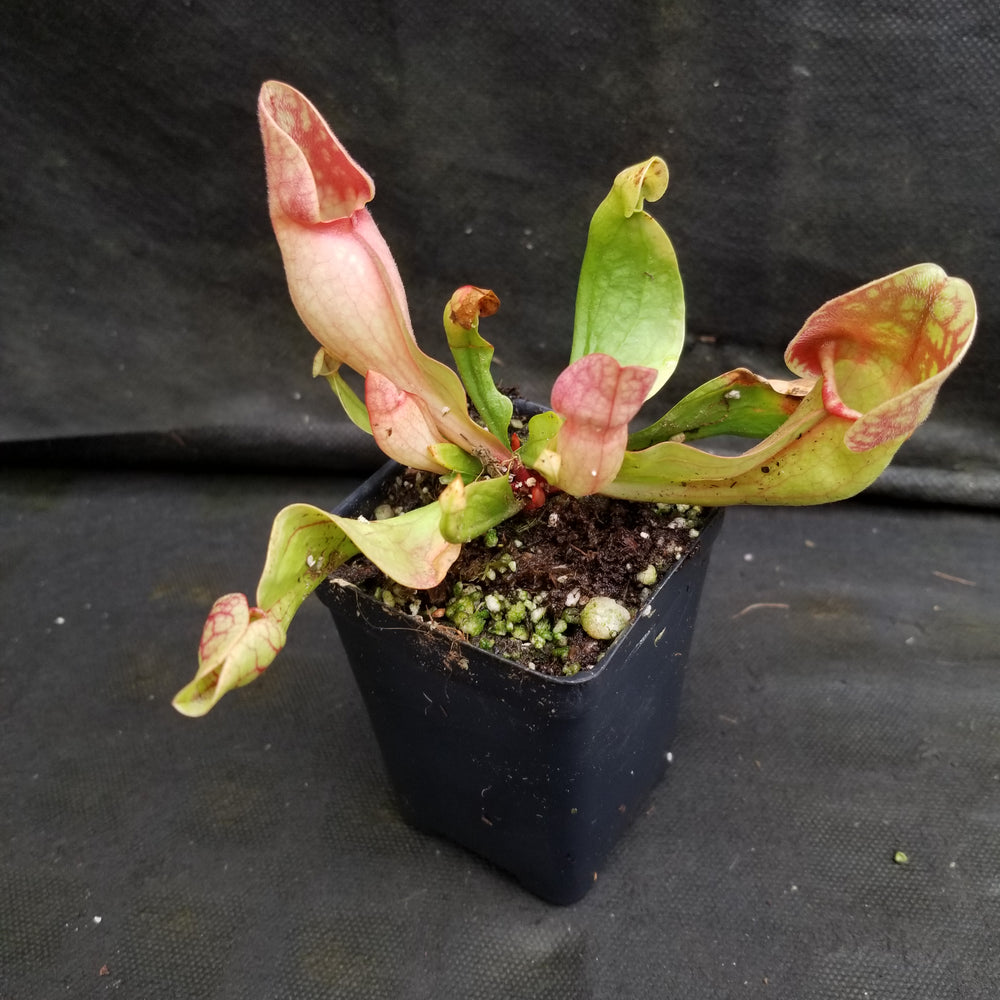 
                      
                        Sarracenia purpurea ssp. venosa "Red"
                      
                    