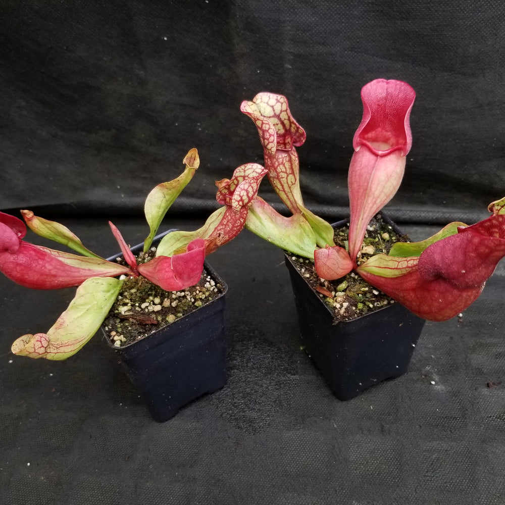 
                      
                        Sarracenia purpurea ssp. venosa "Red"
                      
                    