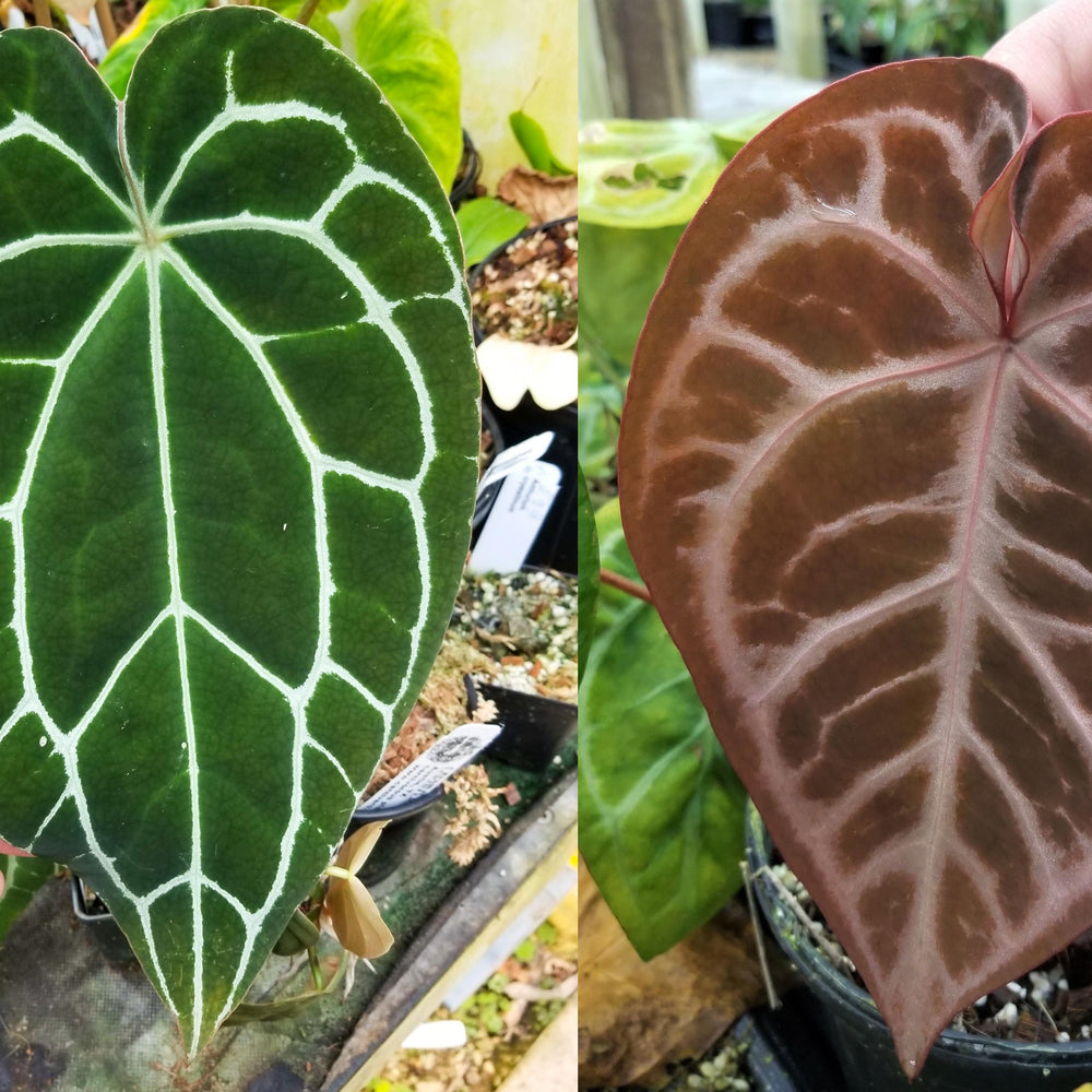 Anthurium crystallinum "Dark" x (crystallinum x magnificum) 'Thai Red', CAR-0237 - wholesale