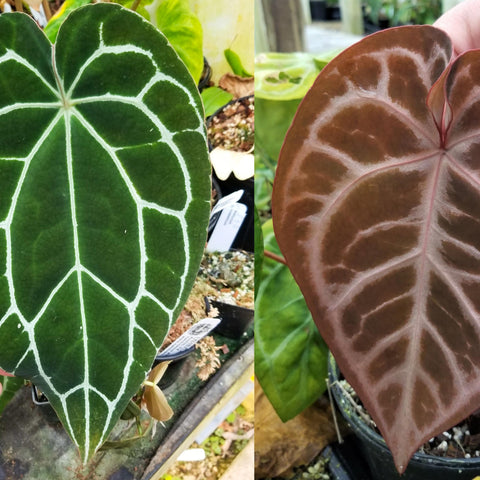 Anthurium crystallinum Dark x magnificum Thai Red leaf showing green upper surface with white veins and reddish underside