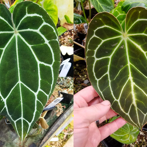 Two Anthurium crystallinum Dark cultivar leaves with bold white venation held in hand