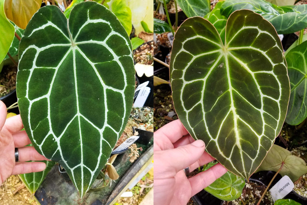 dark leaf anthurium Anthurium crystallinum Dark x (h), CAR-0211 – Carnivero