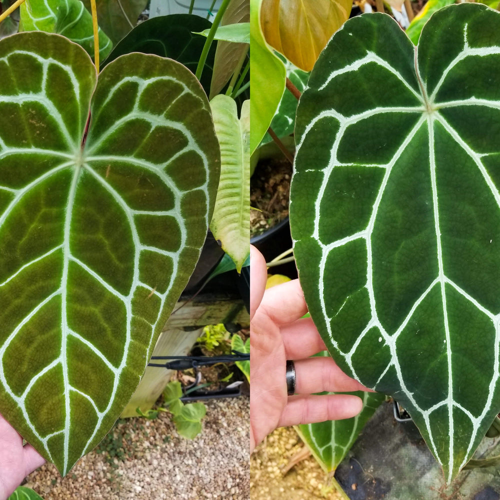 Anthurium crystallinum Dark, CAR-0212