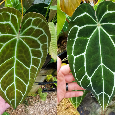 Pair of large heart-shaped leaves with bright white veins from Anthurium crystallinum Dark plant