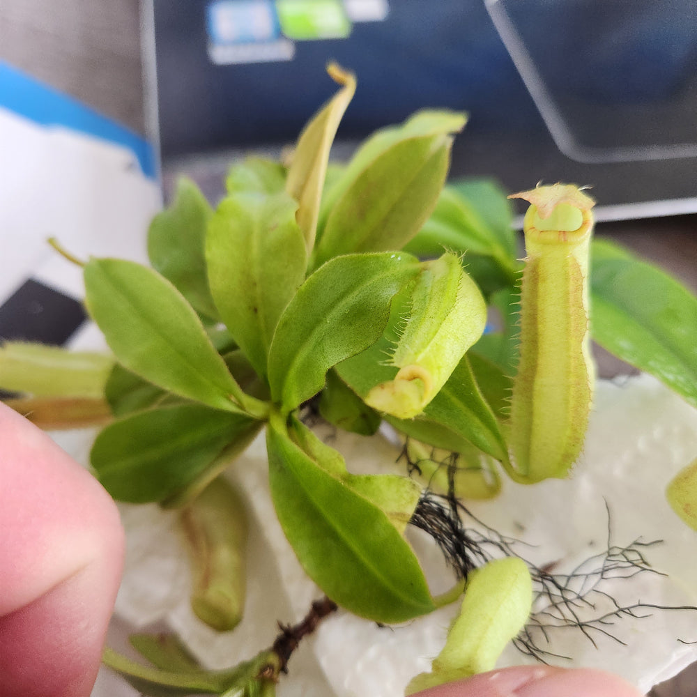 
                      
                        Nepenthes sumatrana
                      
                    