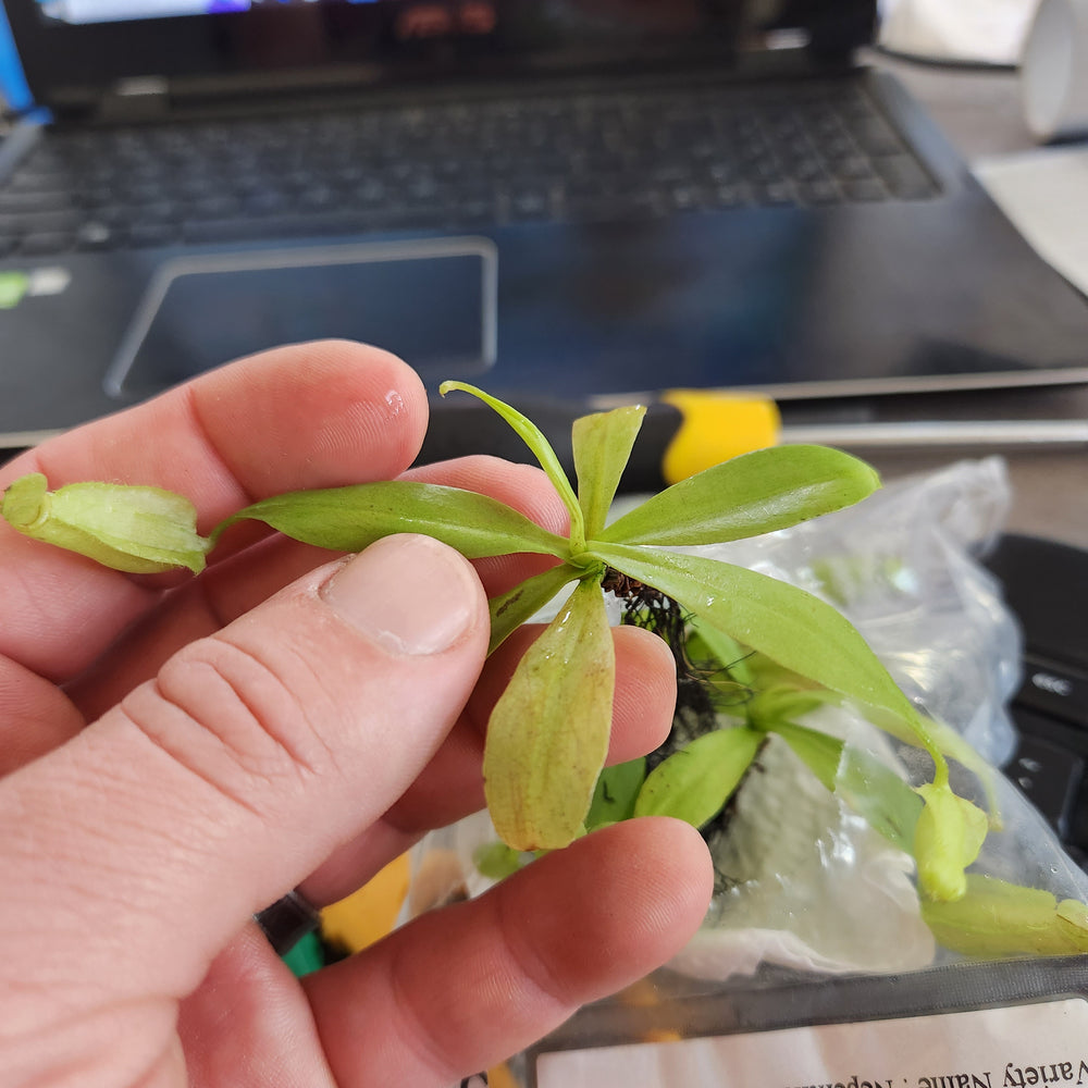 
                      
                        Nepenthes treubiana
                      
                    