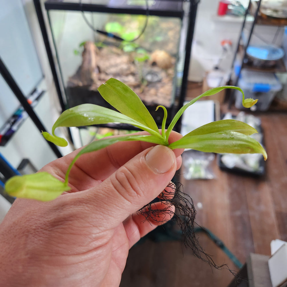
                      
                        Nepenthes treubiana
                      
                    
