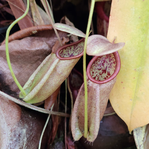 Nepenthes treubiana pitcher plant with a long tubular trap and red rim speckled interior