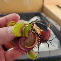 Venus Flytrap- Dionaea muscipula 'Flaming Lips'