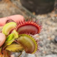 Dionaea muscipula 'Flaming Lips'