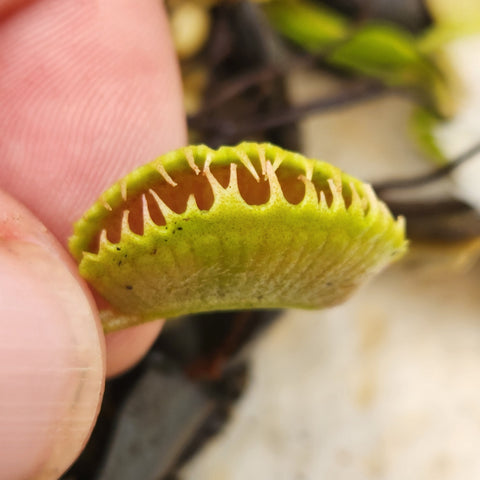 Close up of a Venus flytrap leaf held between fingers with a bright green trap and red inner surface.
