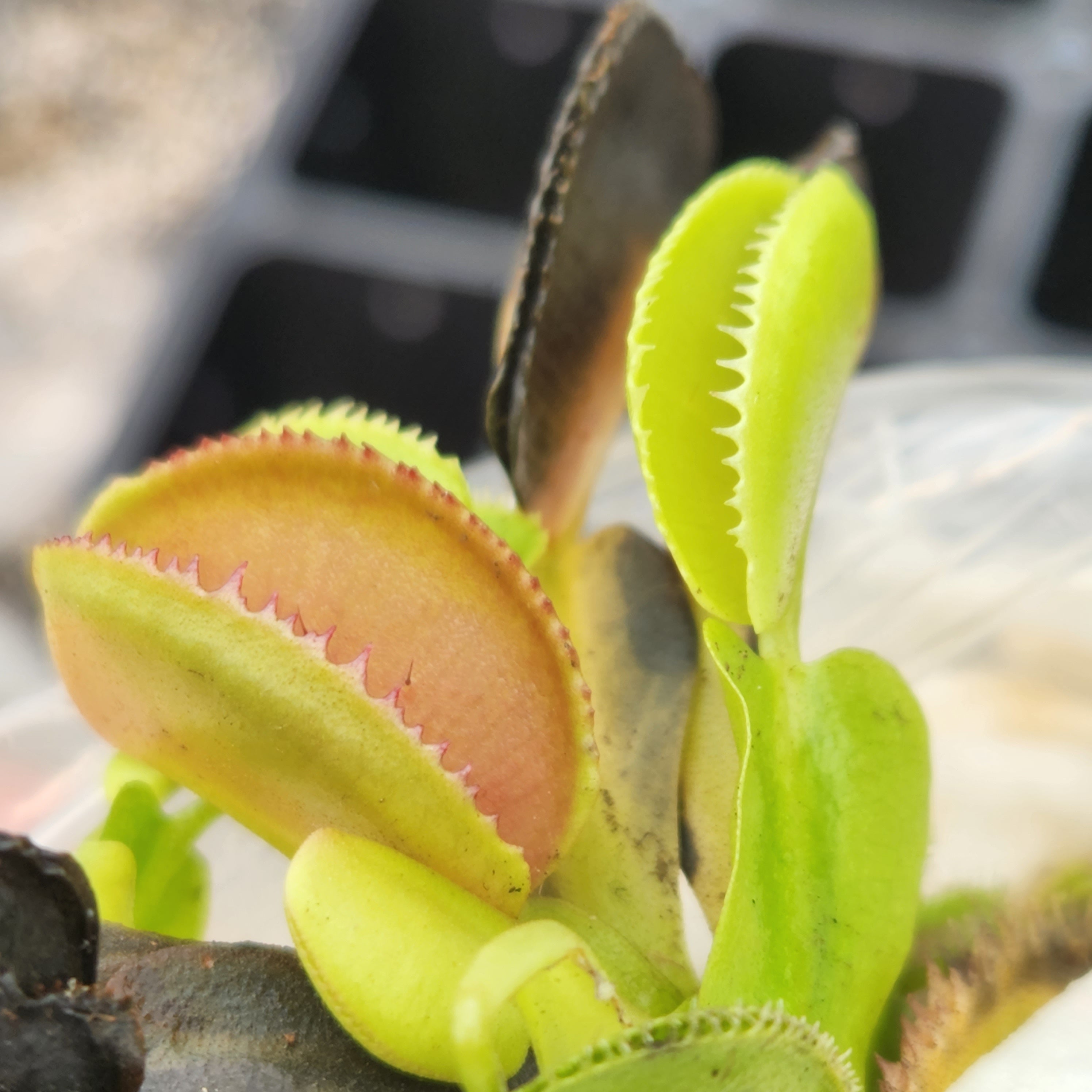 Venus Flytrap- Dionaea muscipula 'Microdent' – Carnivero