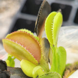 Dionaea muscipula 'Microdent'