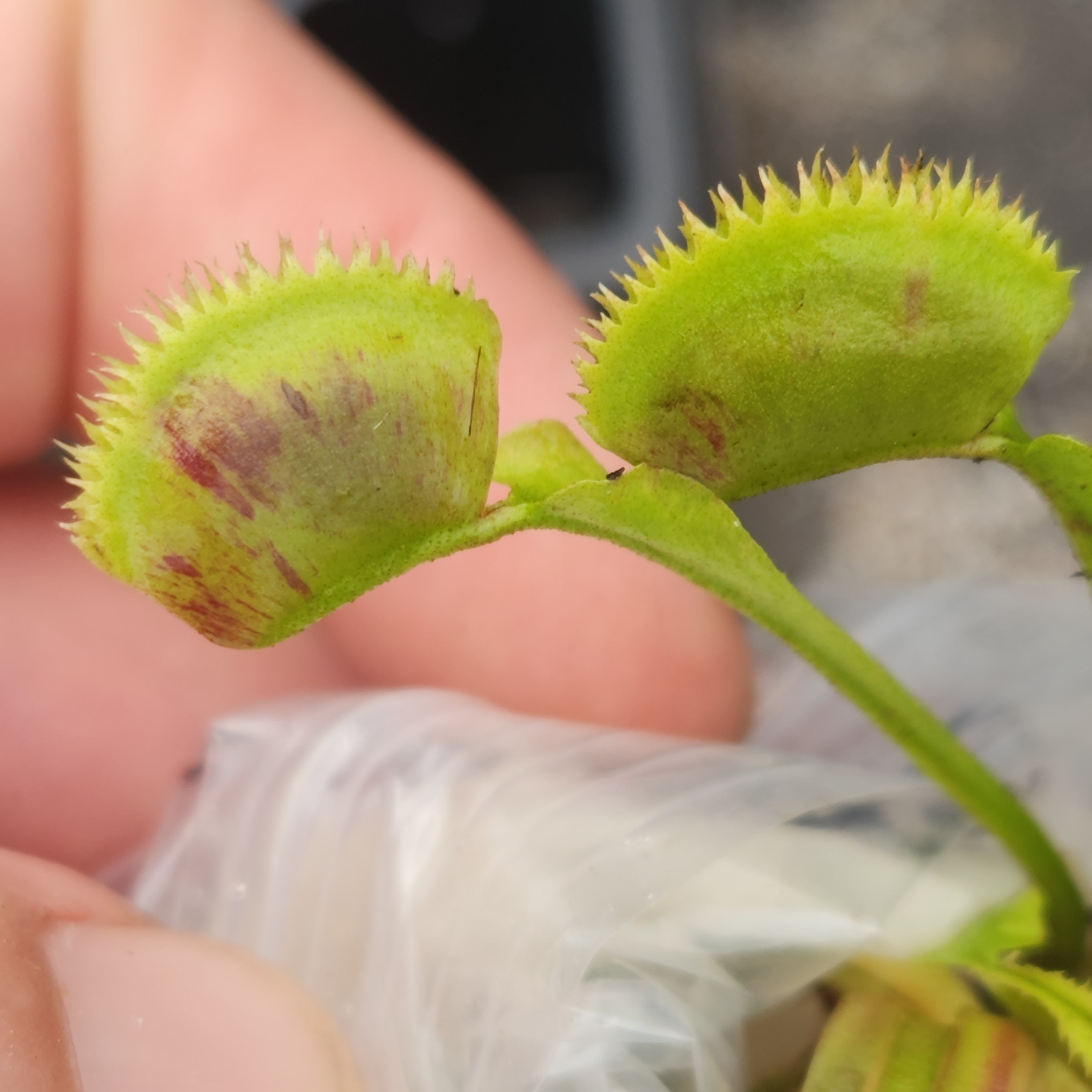 mocanyan生命 Venus flytrap (Dionaea muscipula) 