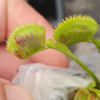 Venus Flytrap-Dionaea muscipula "Scarlantine"