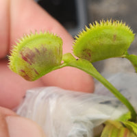 Dionaea muscipula "Scarlantine"