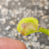 Venus Flytrap-Dionaea muscipula "Scarlantine"
