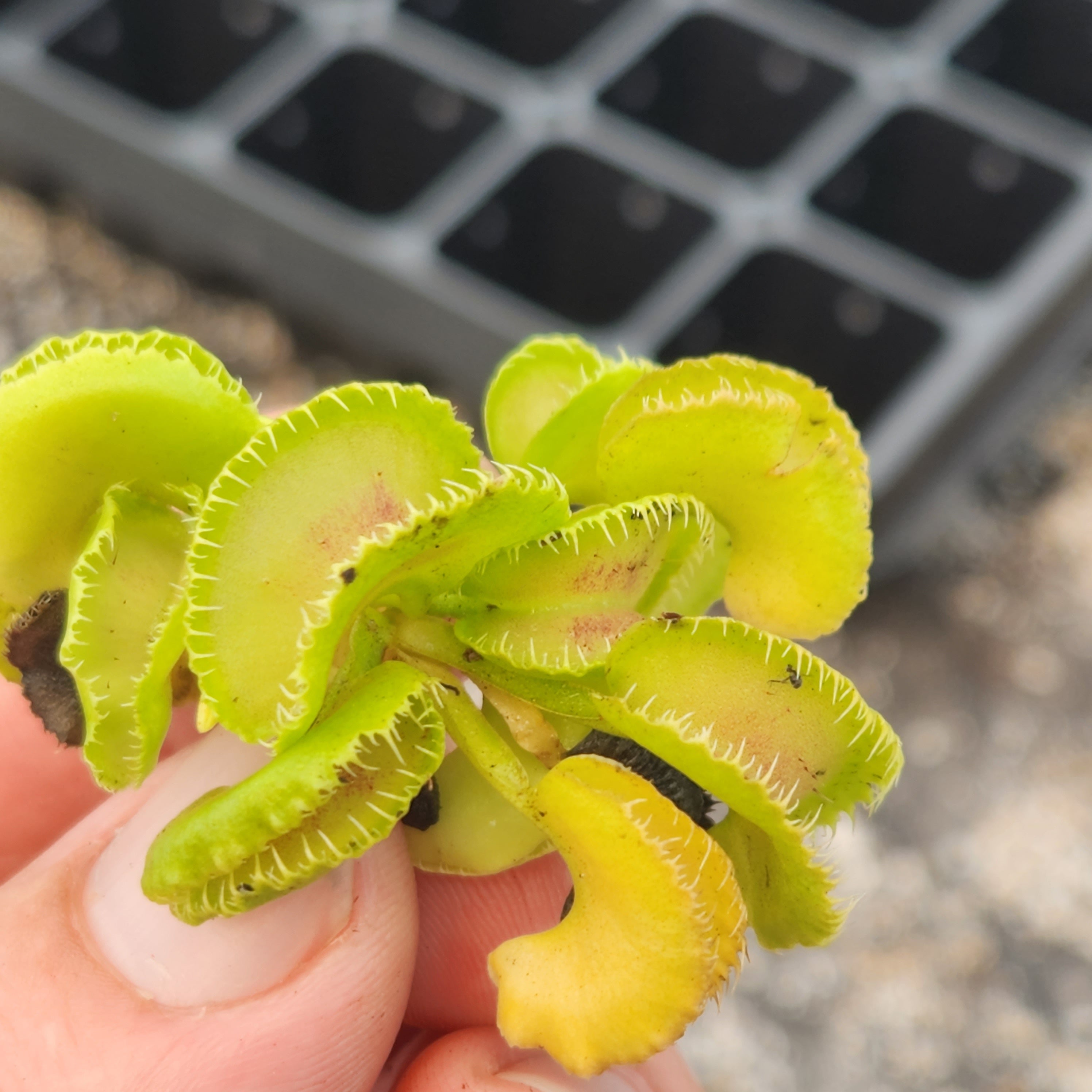 Venus Flytrap- Dionaea muscipula 