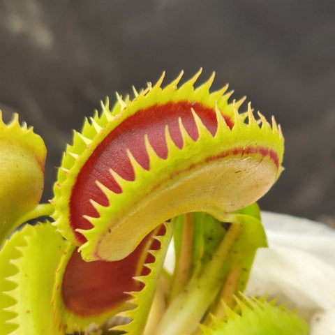 Venus flytrap Big Dracula close-up showing lime green trap edges and red inner cavity