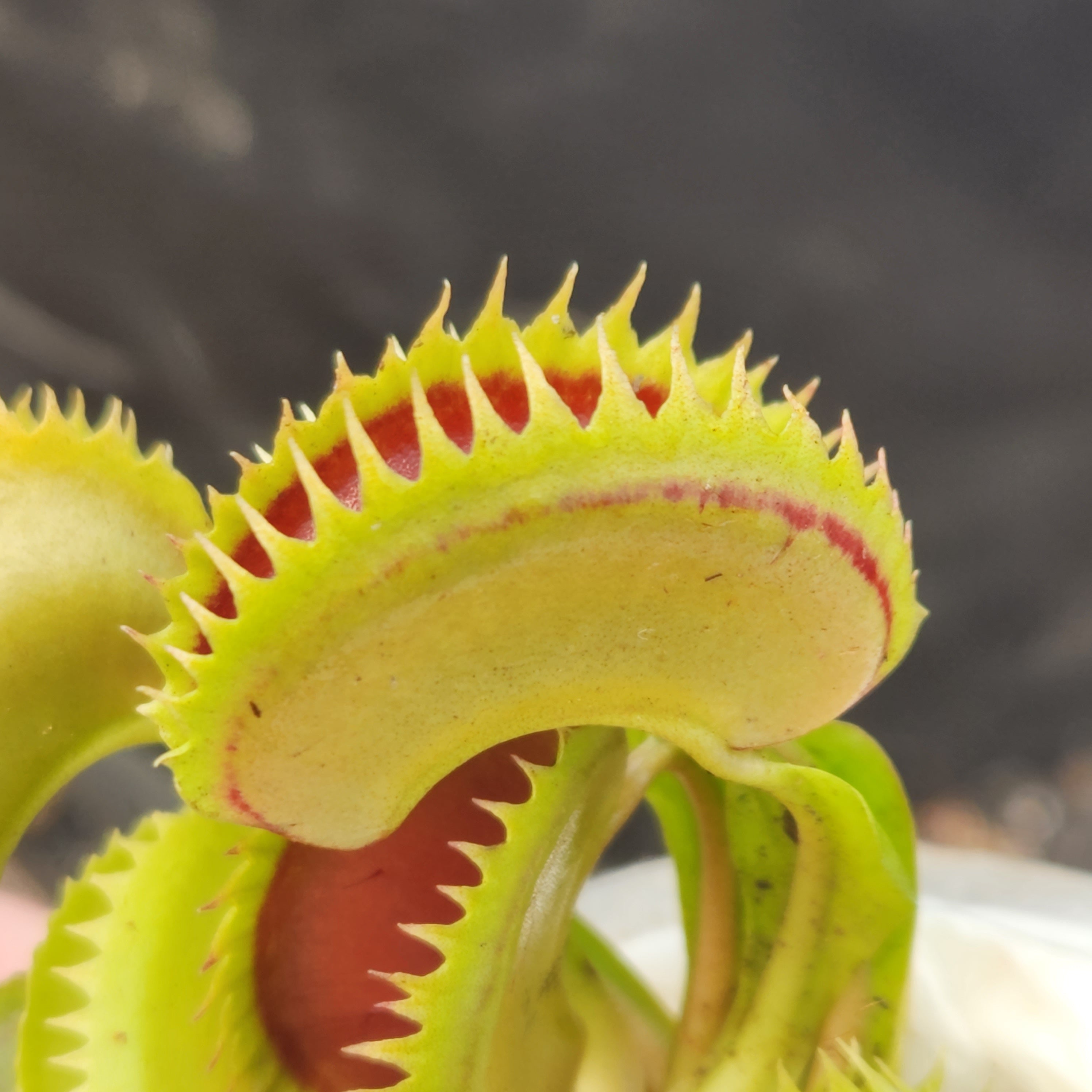 Venus Flytrap- Dionaea muscipula 
