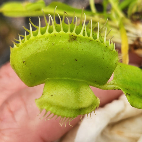 Cerberus Venus flytrap close-up showing a bright green trap with long slender marginal teeth.