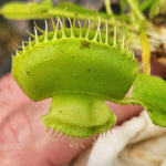 Dionaea muscipula "Cerberus“