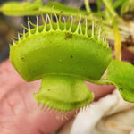 Venus Flytrap- Dionaea muscipula "Cerberus“