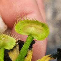 Venus Flytrap- Dionaea muscipula "Spiderman"