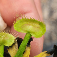 Dionaea muscipula "Spiderman"