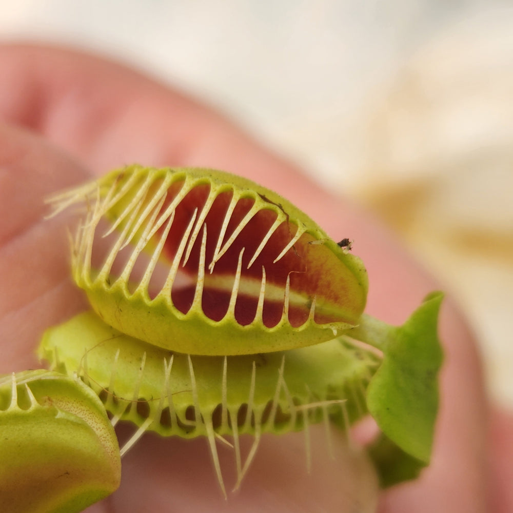 
                      
                        Venus Flytrap- Dionaea muscipula "H-52“ BCP
                      
                    