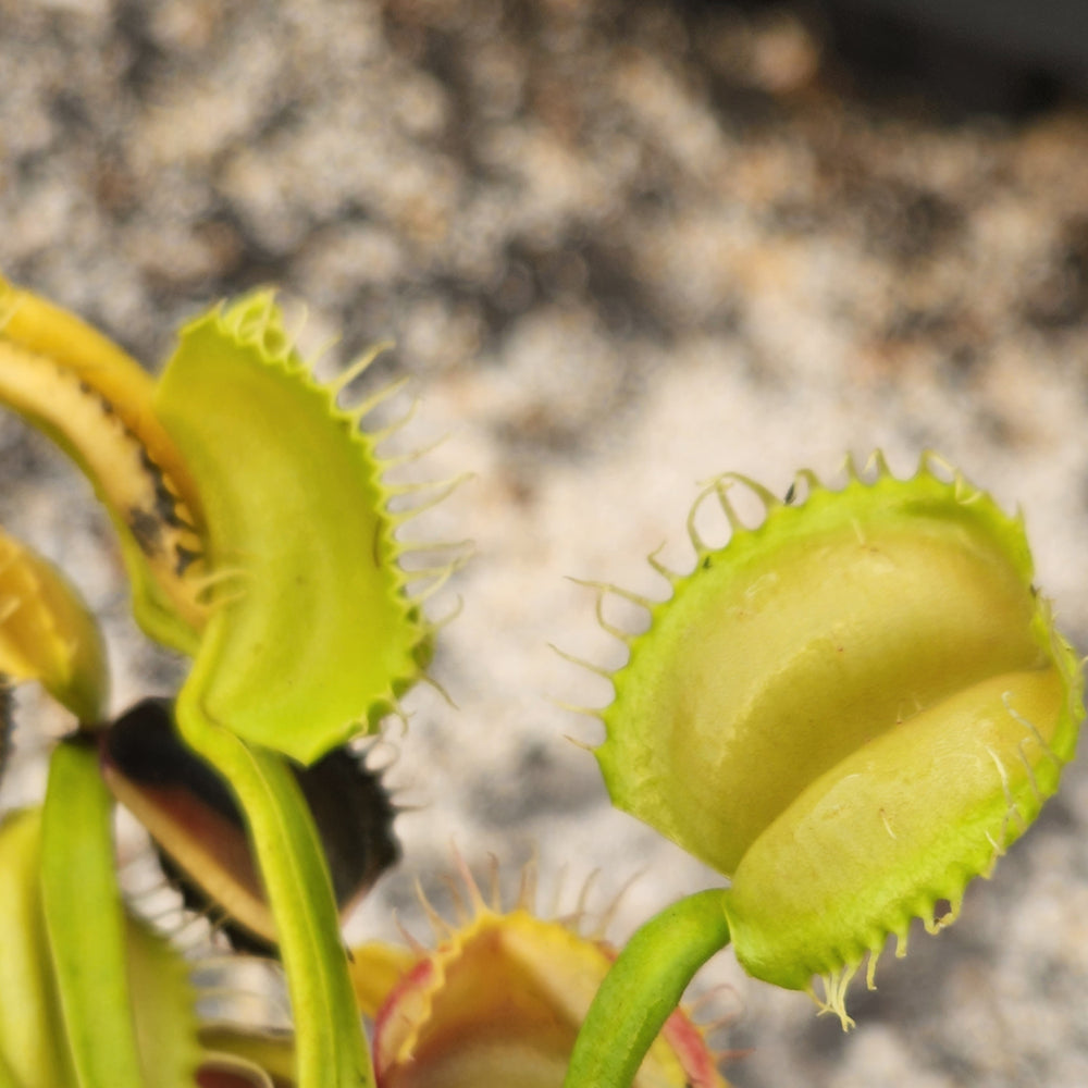 
                      
                        Venus Flytrap- Dionaea muscipula "Umgekrempelt"
                      
                    
