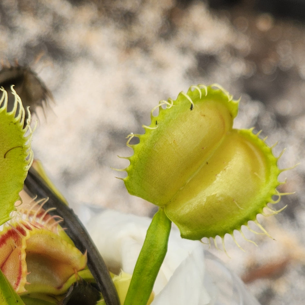 
                      
                        Venus Flytrap- Dionaea muscipula "Umgekrempelt"
                      
                    