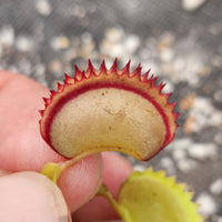 Dionaea muscipula 'Dracula' (Trev's)