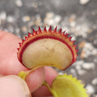 Venus Flytrap- Dionaea muscipula 'Dracula' (Trev's)