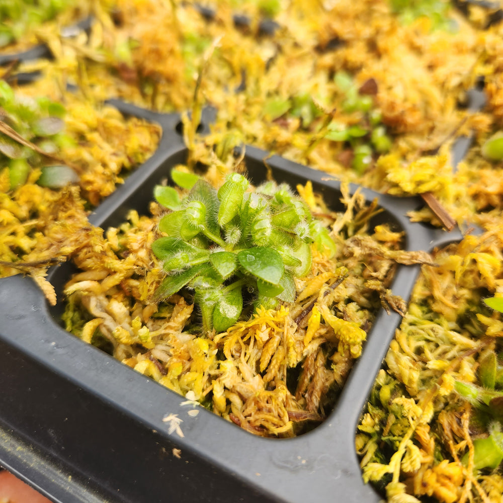 
                      
                        Cephalotus follicularis
                      
                    
