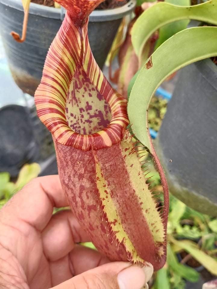 Nepenthes (thorelii x northiana) x veitchii – Carnivero