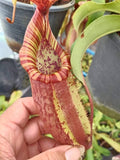 Nepenthes (thorelii x northiana) x veitchii