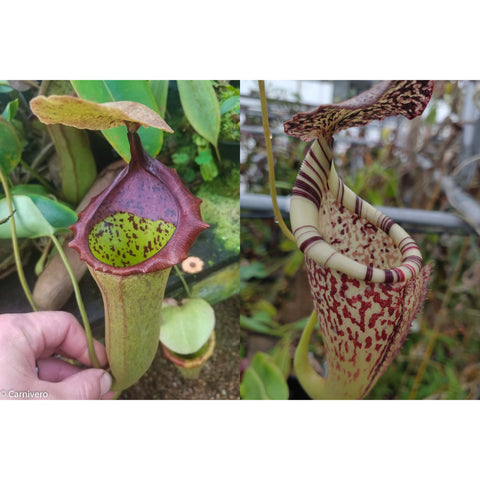 Two Nepenthes truncata campanulata hybrids; left a purple rimmed pitcher with pale interior, right a cream pitcher with deep maroon stripes.