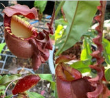 Nepenthes mirabilis winged x (mirabilis var. globosa x ampullaria) F2