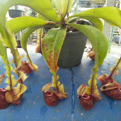 Nepenthes mirabilis winged x globosa x ampullaria F2 plant with several green leaves and small burgundy pitchers along the stems